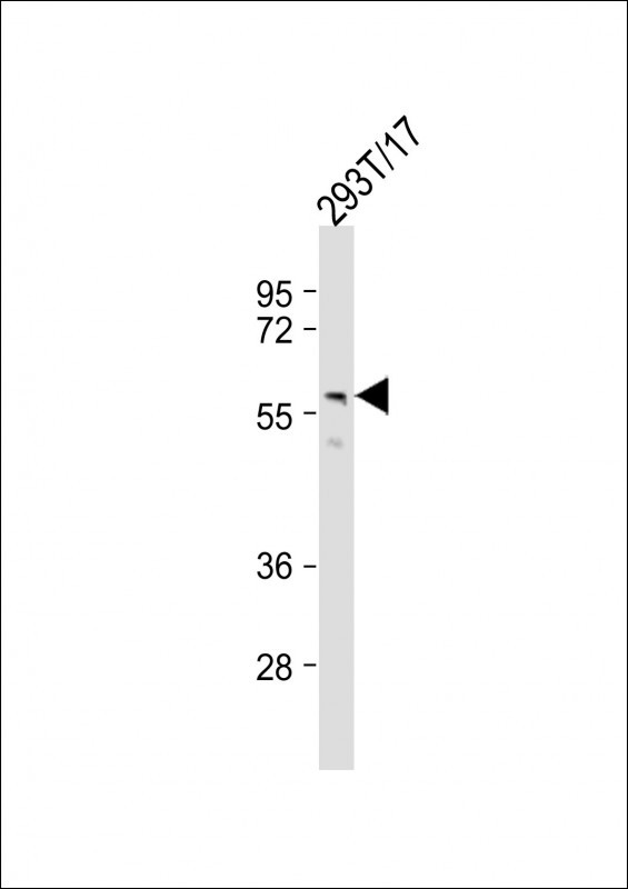 PTDSS1 Antibody in Western Blot (WB)