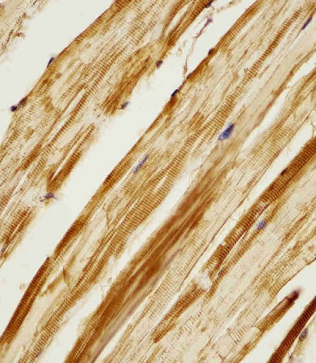 Adenylate Kinase 2 Antibody in Immunohistochemistry (Paraffin) (IHC (P))