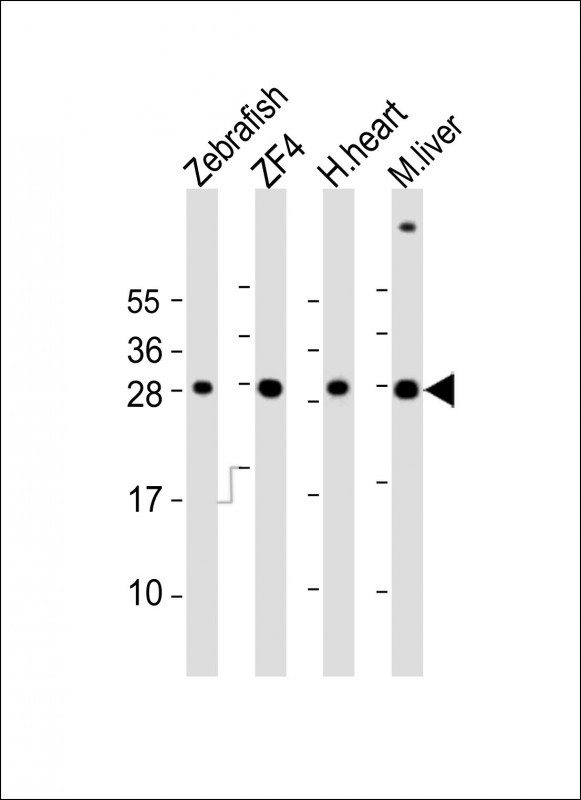 Adenylate Kinase 2 Antibody in Western Blot (WB)