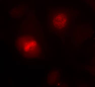 Histone H3 Antibody in Immunocytochemistry (ICC/IF)