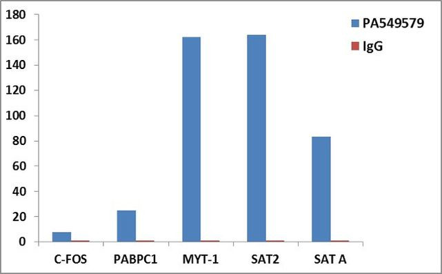 Histone H3 Antibody