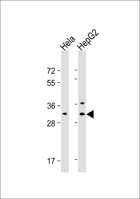 CTHRC1 Antibody in Western Blot (WB)