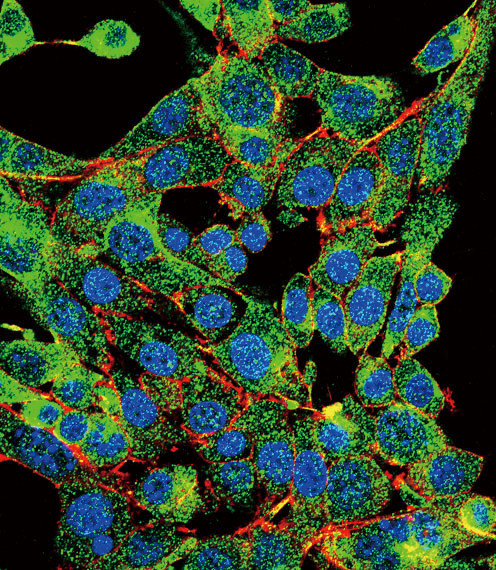 PSMB1 Antibody in Immunocytochemistry (ICC/IF)