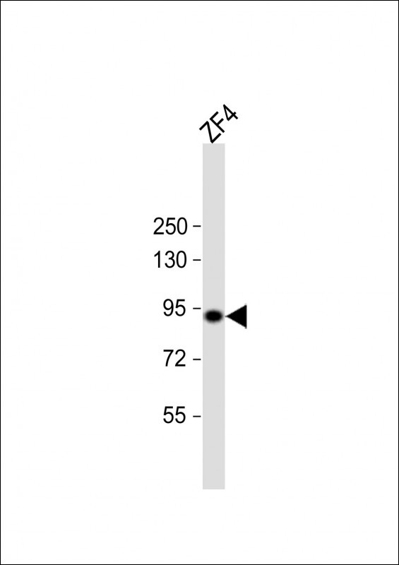 HSP90 alpha Antibody in Western Blot (WB)