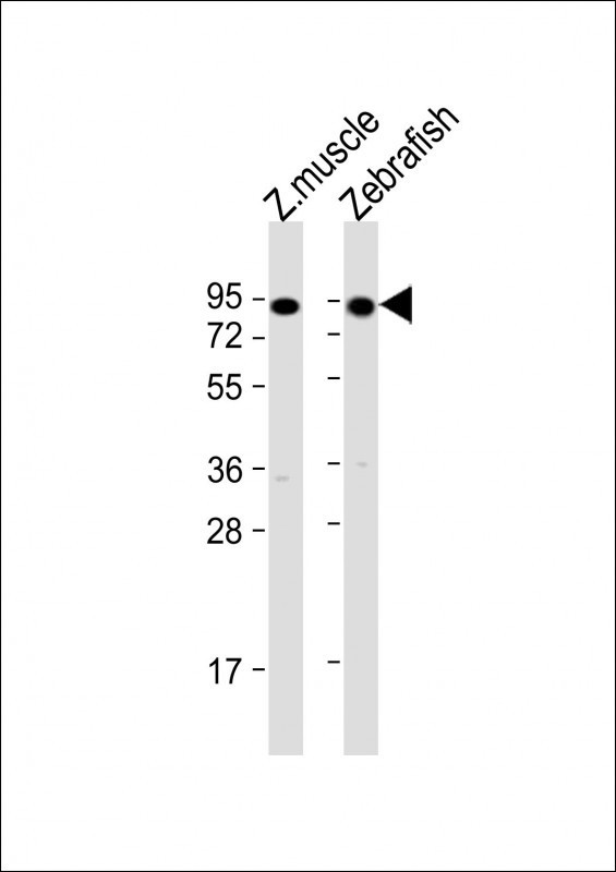 HSP90 alpha Antibody in Western Blot (WB)