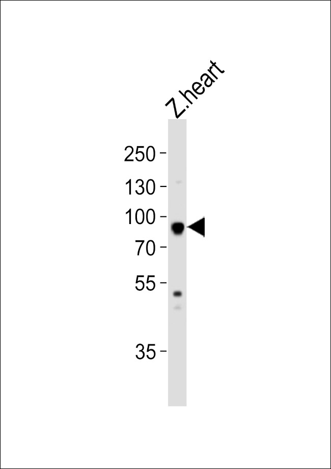 HSP90 alpha Antibody in Western Blot (WB)