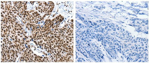 Kallikrein 7 Antibody in Immunohistochemistry (Paraffin) (IHC (P))