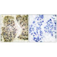 GANP Antibody in Immunohistochemistry (Paraffin) (IHC (P))