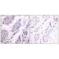 TGF beta-3 Antibody in Immunohistochemistry (Paraffin) (IHC (P))