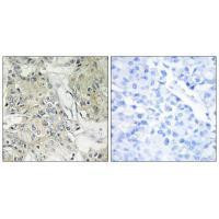 ANO9 Antibody in Immunohistochemistry (Paraffin) (IHC (P))