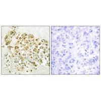 MZF1 Antibody in Immunohistochemistry (Paraffin) (IHC (P))