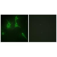 COL9A3 Antibody in Immunocytochemistry (ICC/IF)