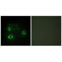 COX4I2 Antibody in Immunocytochemistry (ICC/IF)