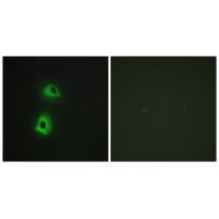 TRAF3IP3 Antibody in Immunocytochemistry (ICC/IF)