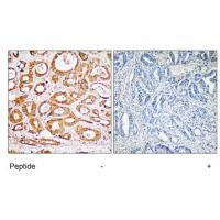 RPS19 Antibody in Immunohistochemistry (Paraffin) (IHC (P))