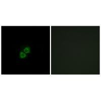 APOA1BP Antibody in Immunocytochemistry (ICC/IF)