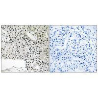 TCEAL4 Antibody in Immunohistochemistry (Paraffin) (IHC (P))