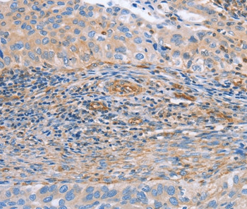 NRG4 Antibody in Immunohistochemistry (Paraffin) (IHC (P))