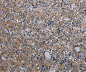 GANP Antibody in Immunohistochemistry (Paraffin) (IHC (P))