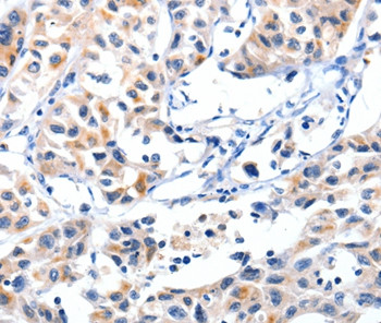 Fibulin 5 Antibody in Immunohistochemistry (Paraffin) (IHC (P))