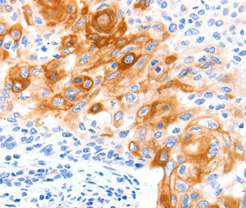 SLC2A11 Antibody in Immunohistochemistry (Paraffin) (IHC (P))