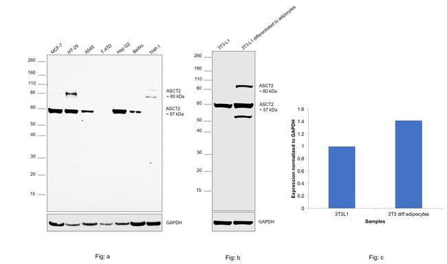 ASCT2 Antibody in Western Blot (WB)