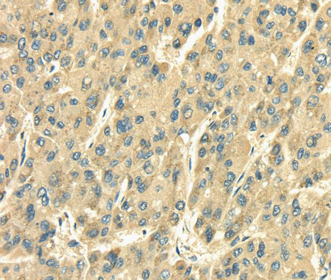 SDF4 Antibody in Immunohistochemistry (Paraffin) (IHC (P))