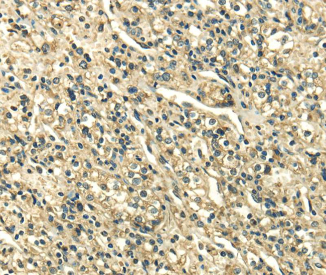 SDF4 Antibody in Immunohistochemistry (Paraffin) (IHC (P))