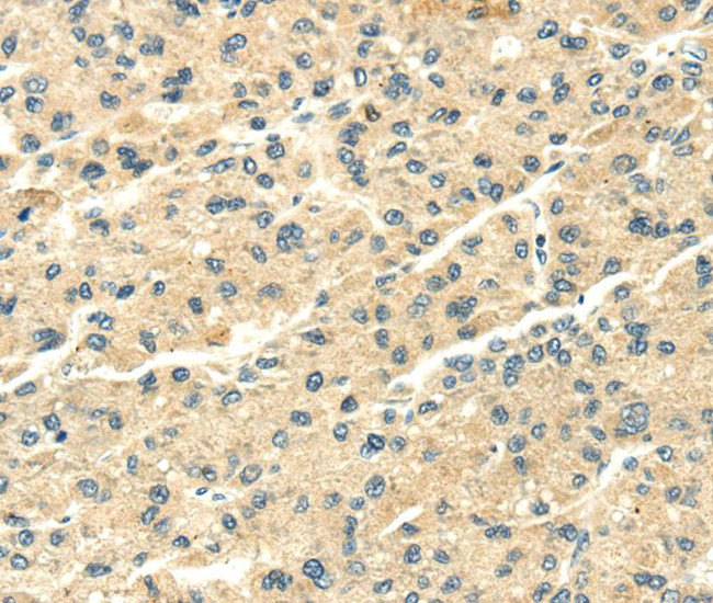 SNX20 Antibody in Immunohistochemistry (Paraffin) (IHC (P))