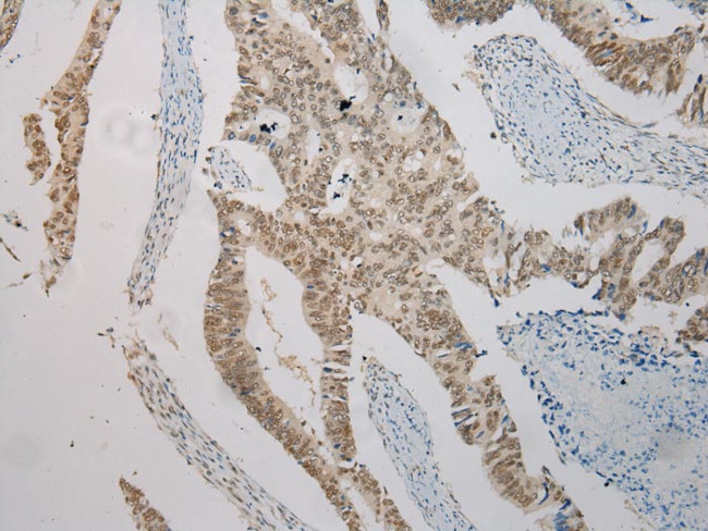 TXNDC3 Antibody in Immunohistochemistry (Paraffin) (IHC (P))