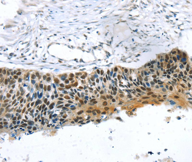 TREF1 Antibody in Immunohistochemistry (Paraffin) (IHC (P))