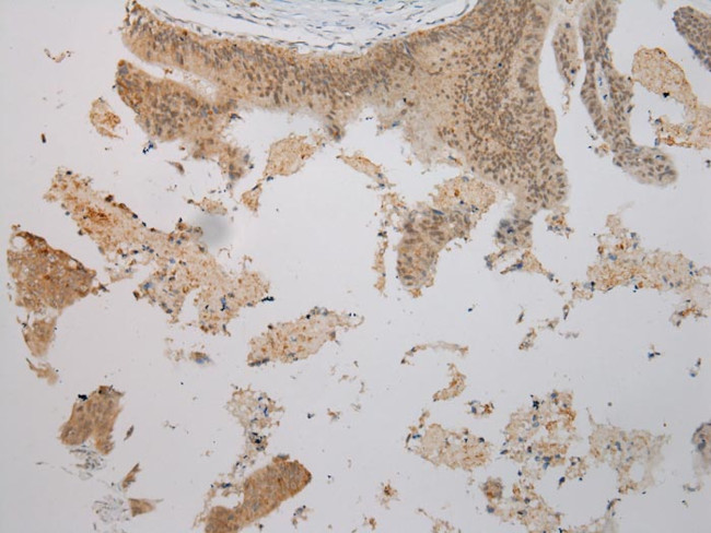 TBL1Y Antibody in Immunohistochemistry (Paraffin) (IHC (P))