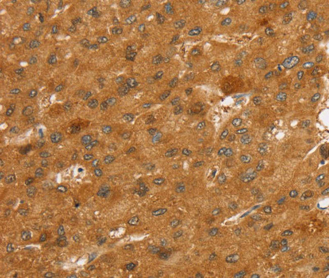 SLC7A9 Antibody in Immunohistochemistry (Paraffin) (IHC (P))