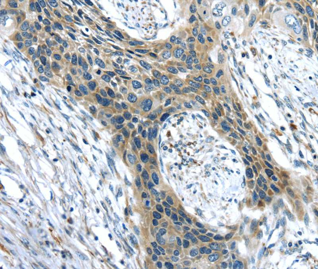 CHRDL1 Antibody in Immunohistochemistry (Paraffin) (IHC (P))