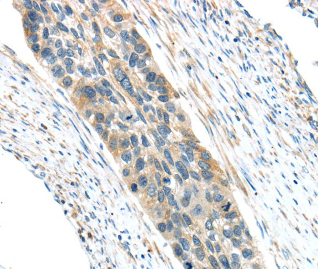 VWCE Antibody in Immunohistochemistry (Paraffin) (IHC (P))