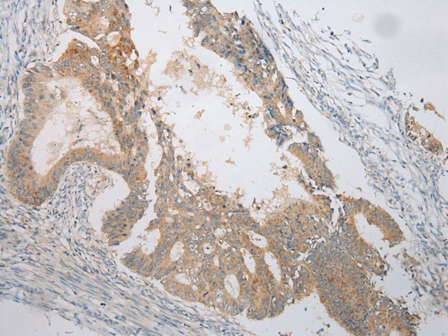 VSIG8 Antibody in Immunohistochemistry (Paraffin) (IHC (P))