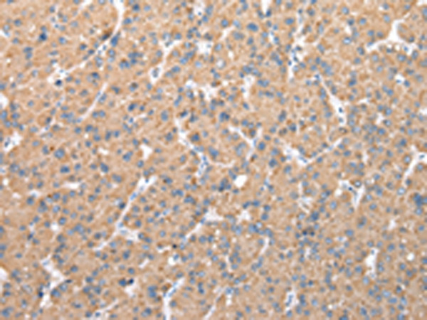 WDR16 Antibody in Immunohistochemistry (Paraffin) (IHC (P))