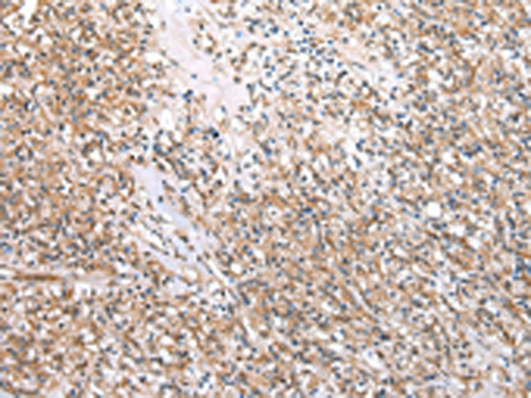 WDR16 Antibody in Immunohistochemistry (Paraffin) (IHC (P))