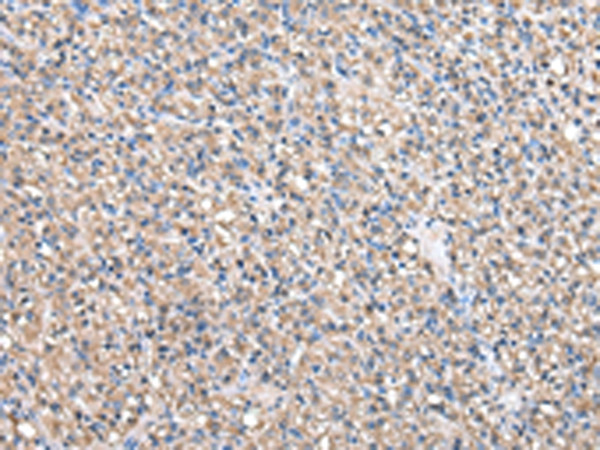 TAF172 Antibody in Immunohistochemistry (Paraffin) (IHC (P))