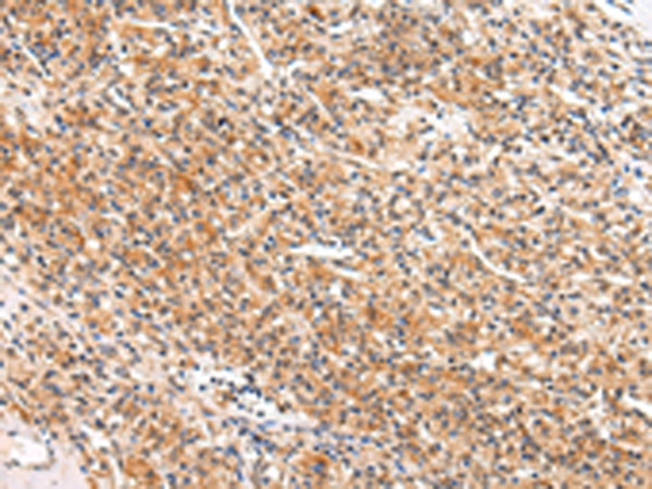 Apelin Antibody in Immunohistochemistry (Paraffin) (IHC (P))