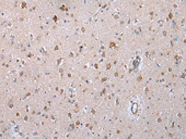 COX7C Antibody in Immunohistochemistry (Paraffin) (IHC (P))