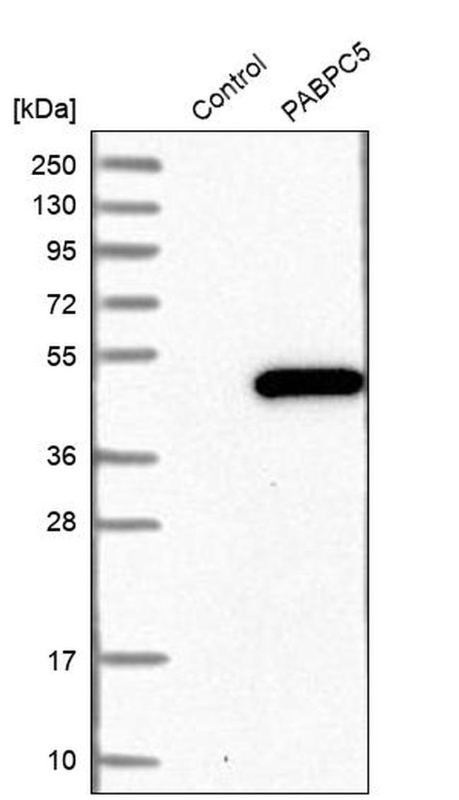 PABPC5 Antibody in Western Blot (WB)