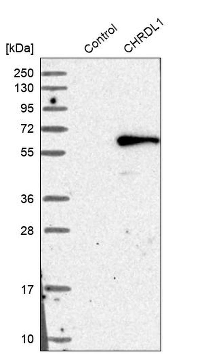 CHRDL1 Antibody in Western Blot (WB)