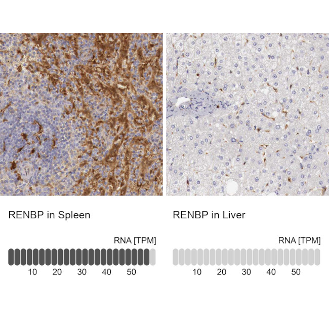 RENBP Antibody