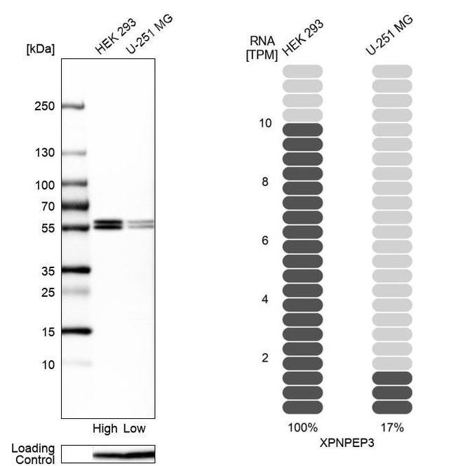 XPNPEP3 Antibody in Western Blot (WB)