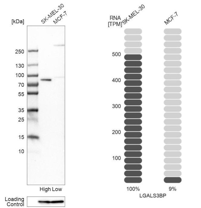 LGALS3BP Antibody