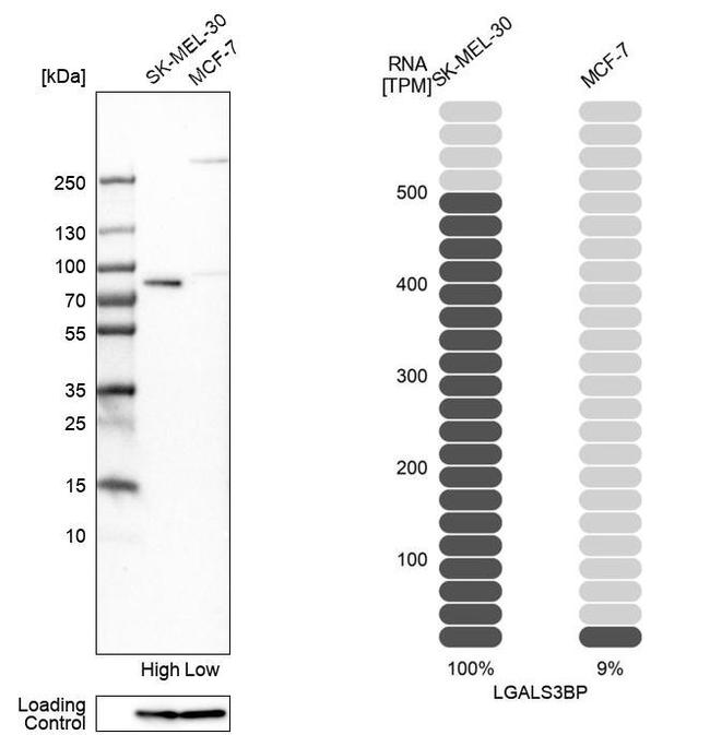 LGALS3BP Antibody in Western Blot (WB)