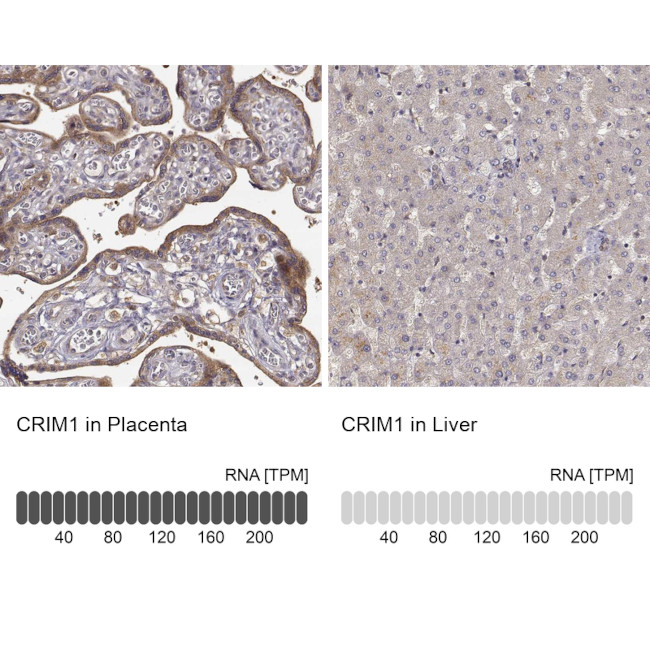 CRIM1 Antibody