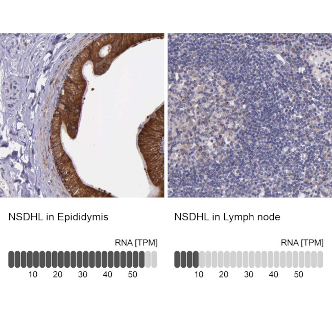 NSDHL Antibody