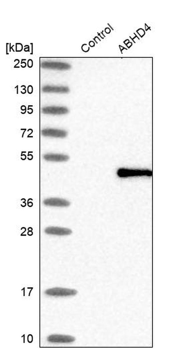 ABHD4 Antibody in Western Blot (WB)